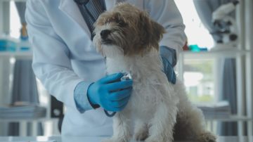 Raio-x ou ultrassom? Saiba qual é ideal para seu pet