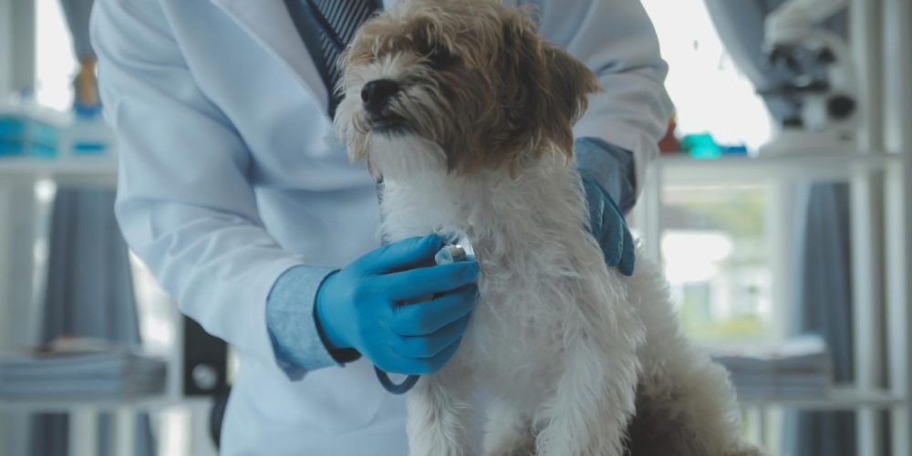 Raio-x ou ultrassom? Saiba qual é ideal para seu pet