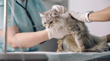 Colonoscopia veterinária quando fazer