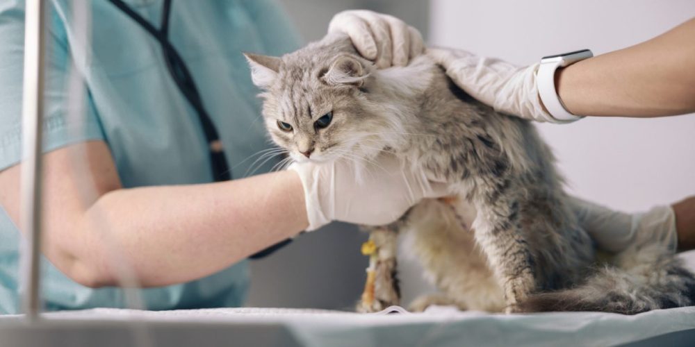 Colonoscopia veterinária quando fazer
