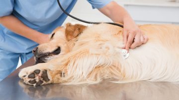 Rinoscopia em pets como é feita e quando fazer