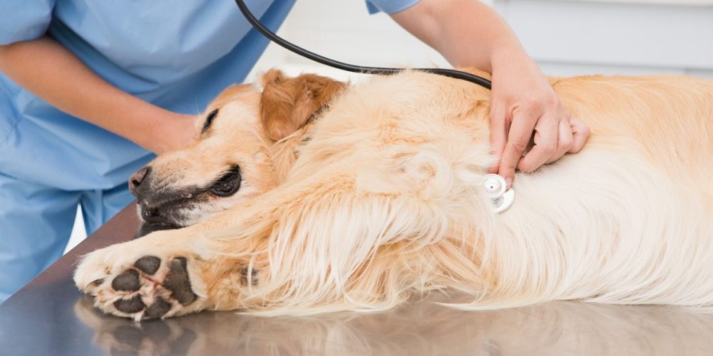 Rinoscopia em pets como é feita e quando fazer