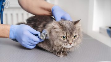 Sintomas que indicam cirurgia veterinária urgente