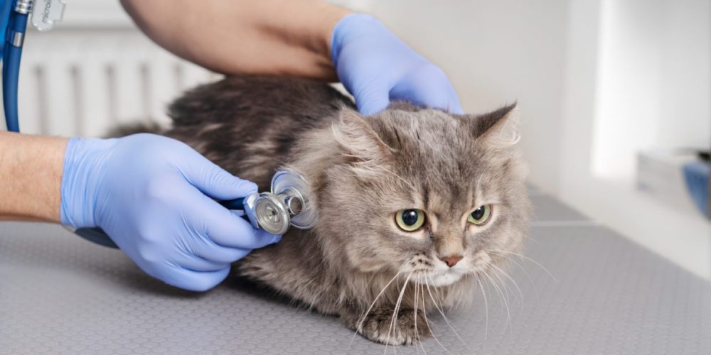 Sintomas que indicam cirurgia veterinária urgente