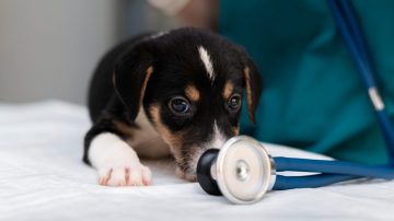 Anestesia inalatória mais segurança na cirurgia pet