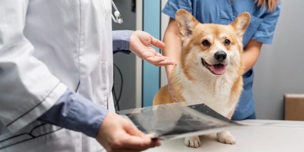 Quando o raio-x é urgente para cães e gatos