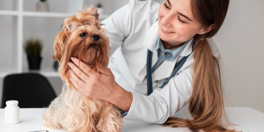 Endoscopia veterinária: agende, prepare e cuide bem