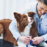 Meu cachorro vai operar veja tempo de recuperação