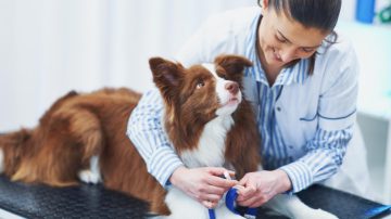 Meu cachorro vai operar veja tempo de recuperação