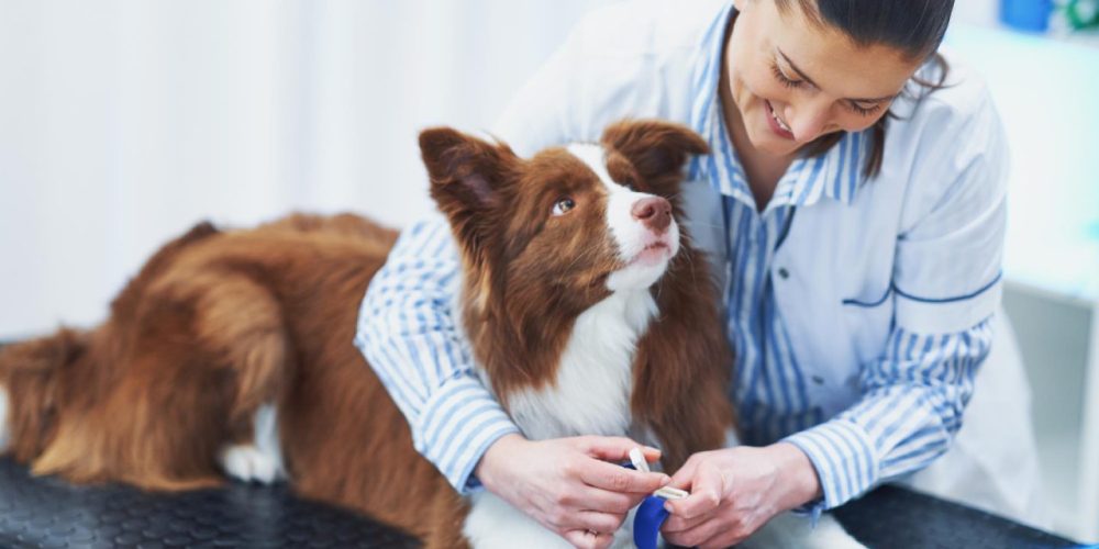 Meu cachorro vai operar veja tempo de recuperação
