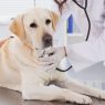 Rinoscopia evita erros em tratamentos para pets