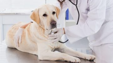 Rinoscopia evita erros em tratamentos para pets