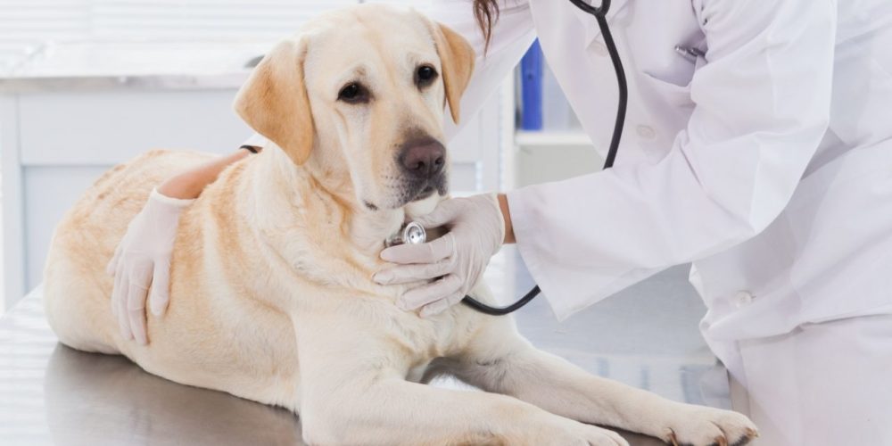 Rinoscopia evita erros em tratamentos para pets