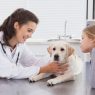 Acompanhamento pós-cirúrgico em pets veja cuidados