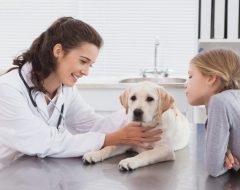 Acompanhamento pós-cirúrgico em pets veja cuidados