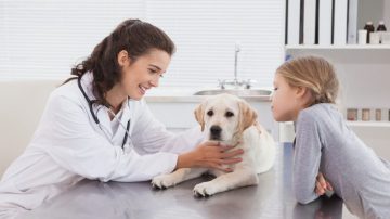Acompanhamento pós-cirúrgico em pets veja cuidados