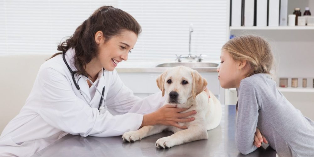 Acompanhamento pós-cirúrgico em pets veja cuidados