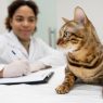 Broncoscopia em pets entenda quando é indicada