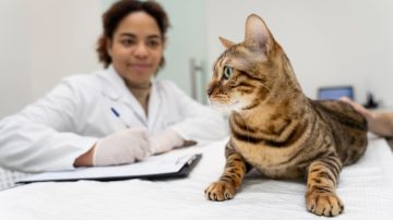 Broncoscopia em pets entenda quando é indicada