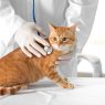 Colonoscopia veterinária preparo e recuperação