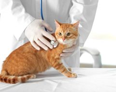 Colonoscopia veterinária preparo e recuperação