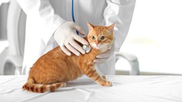 Colonoscopia veterinária preparo e recuperação