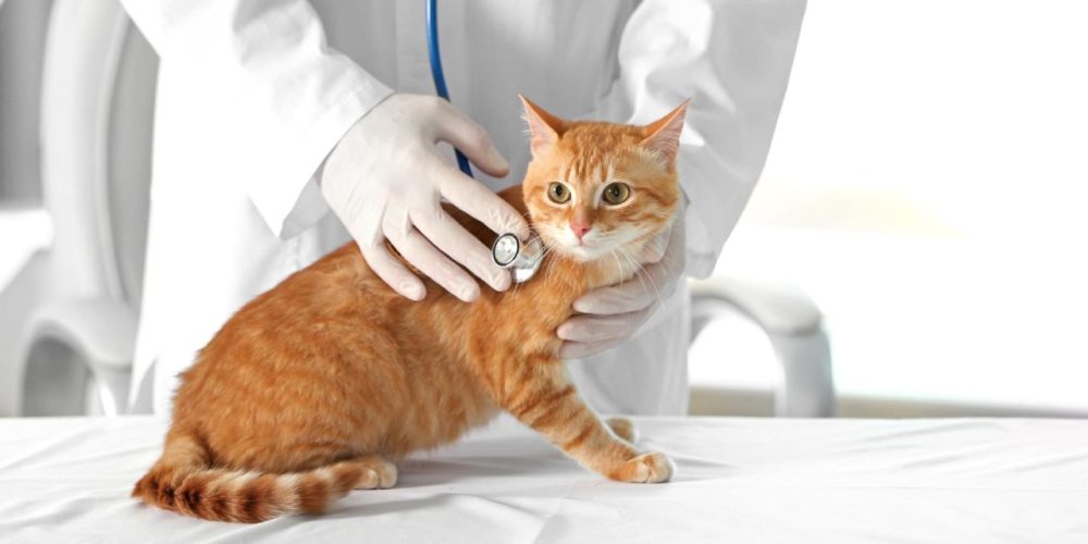 Colonoscopia veterinária preparo e recuperação
