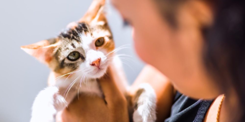 Vômito frequente em pet o que pode ser e o que fazer
