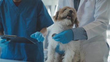 Sinais de problema nos pulmões do seu pet