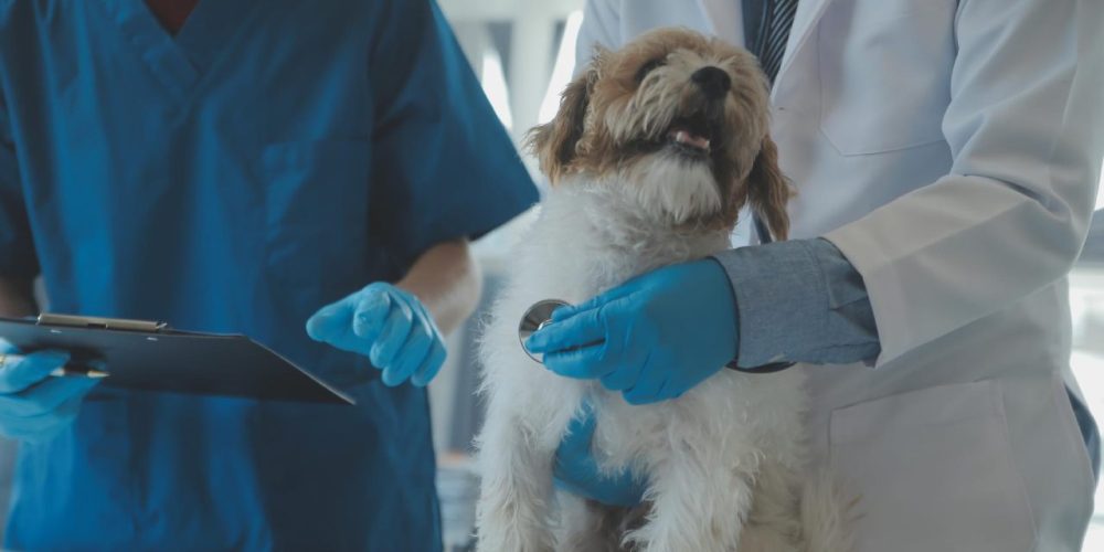 Sinais de problema nos pulmões do seu pet