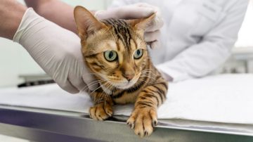 Sangue nas fezes de pets o que pode causar