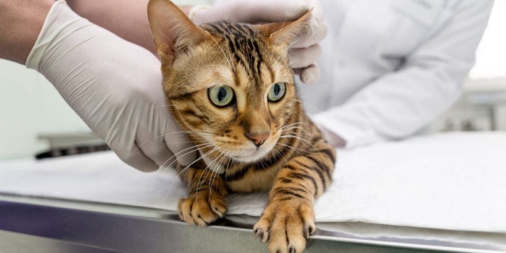 Sangue nas fezes de pets o que pode causar