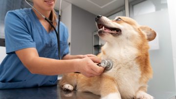 Ronco em cães entenda se é normal ou preocupante