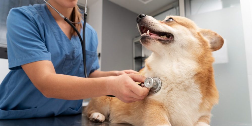 Ronco em cães entenda se é normal ou preocupante