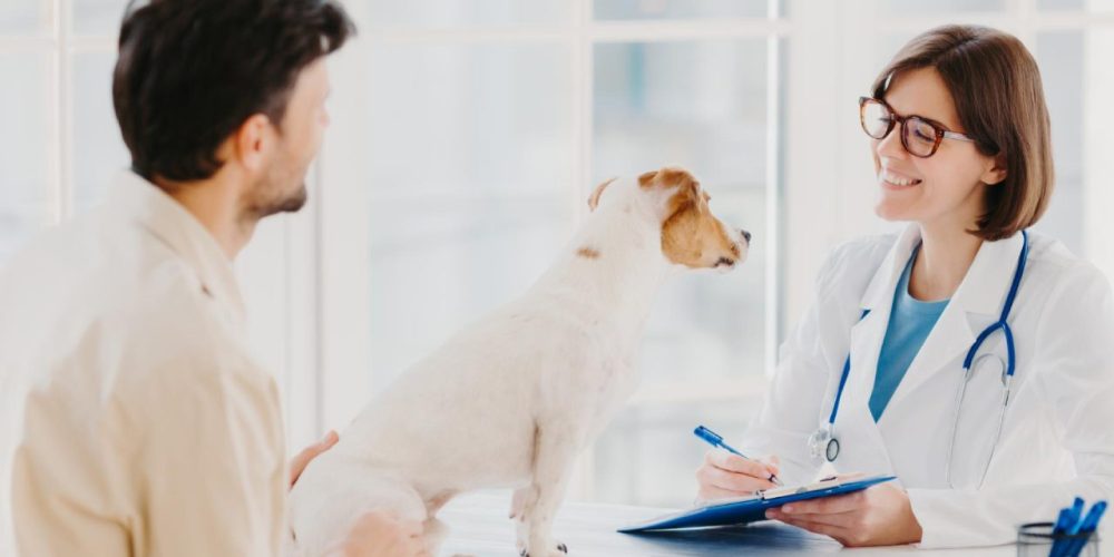 Endoscopia veterinária quando é indicada
