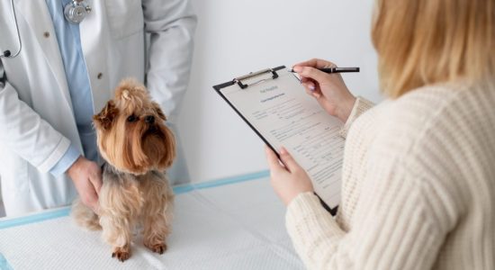 Atestado de saúde para pet em Itabuna - Casa do Pet