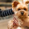 Cirurgia de Emergência em Cães e Gatos | Itabuna