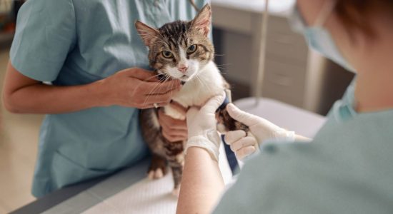 Colonoscopia veterinária em Itabuna - Casa do Pet