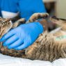 Como Funciona a Sedação em Cães e Gatos?