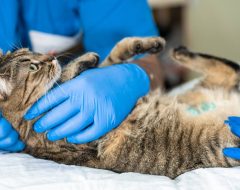 Como Funciona a Sedação em Cães e Gatos?