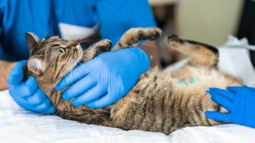 Como Funciona a Sedação em Cães e Gatos?