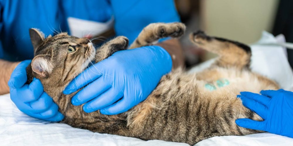 Como Funciona a Sedação em Cães e Gatos?