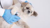 Endoscopia veterinária em Itabuna - Casa do Pet