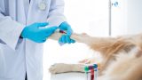 Exames laboratoriais veterinários em Itabuna - Casa do Pet
