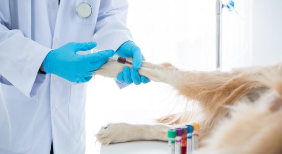 Exames laboratoriais veterinários em Itabuna - Casa do Pet