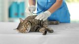 Traqueoscopia veterinária em Itabuna - Casa do Pet