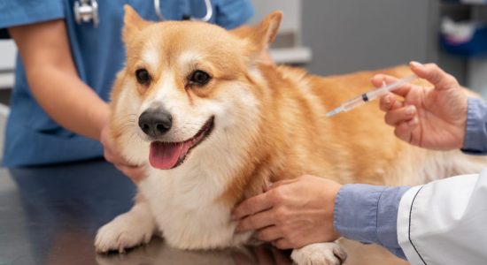 Vacinas para cães e gatos em Itabuna - Casa do Pet